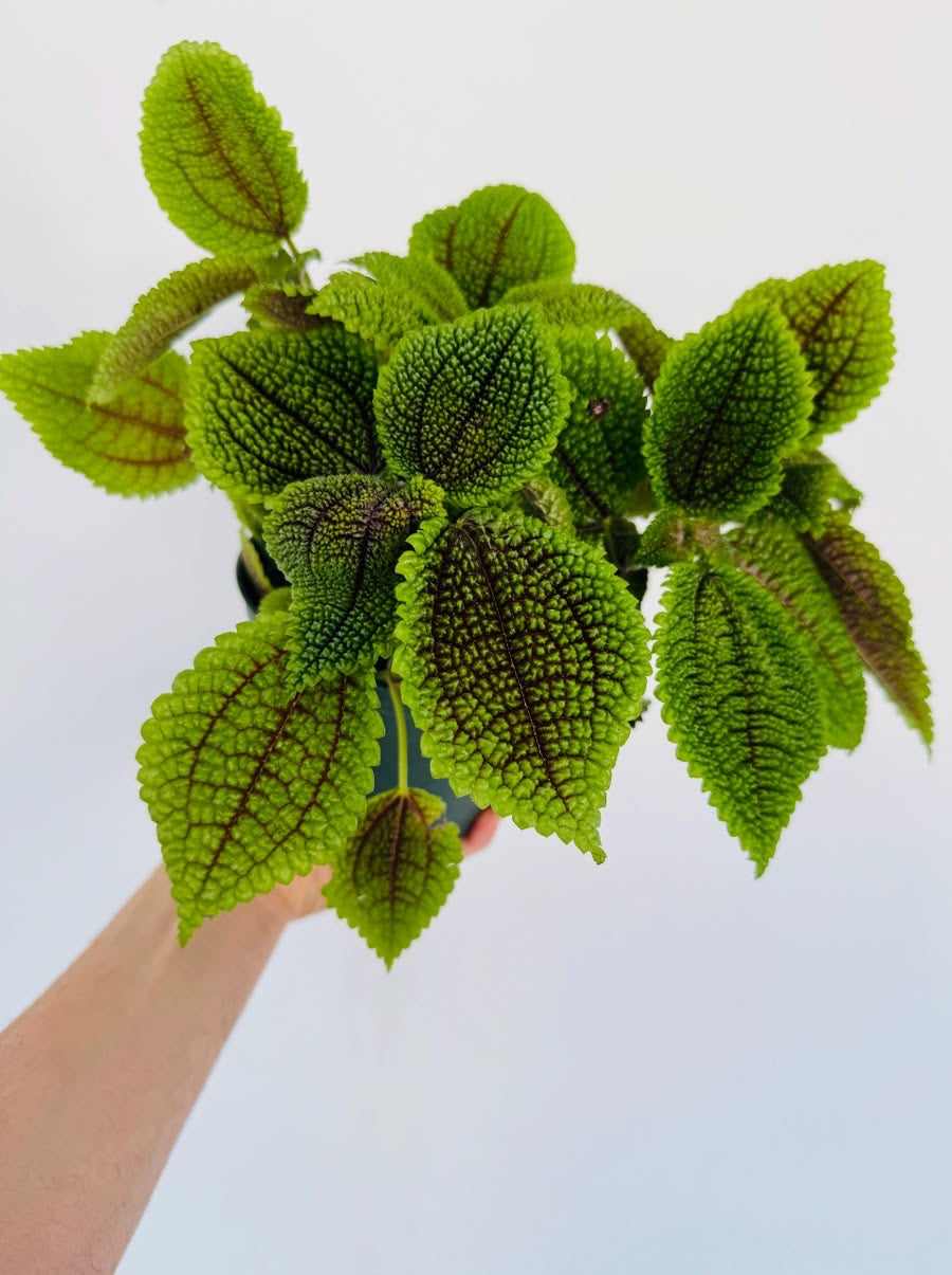 Pilea ‘Moon Valley’