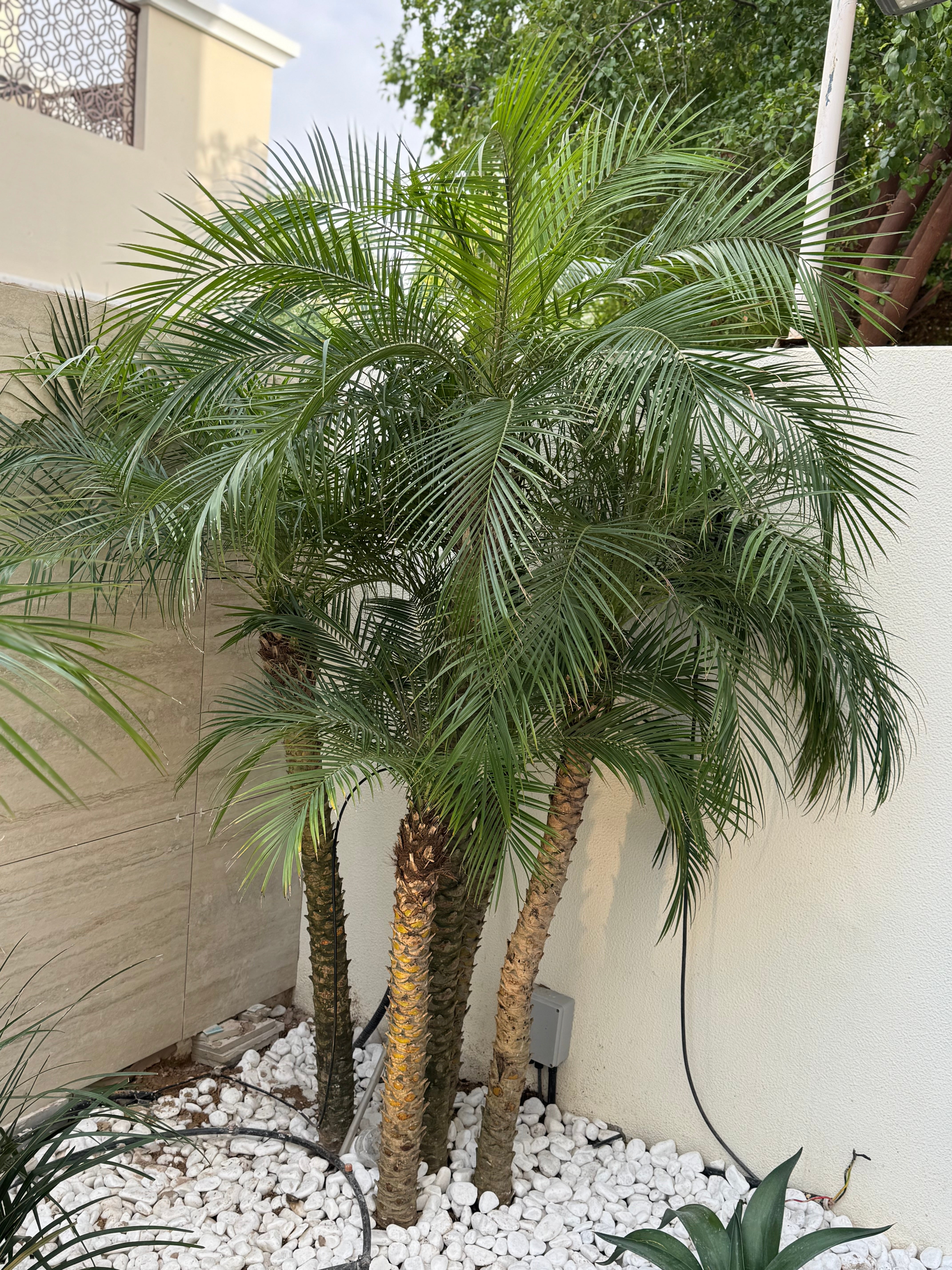 Phoenix Palm – 5PP | 2.4 Meter (240 cm) | Ponnix Farm
