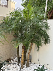 Phoenix Palm – 5PP | 2.4 Meter (240 cm) | Ponnix Farm