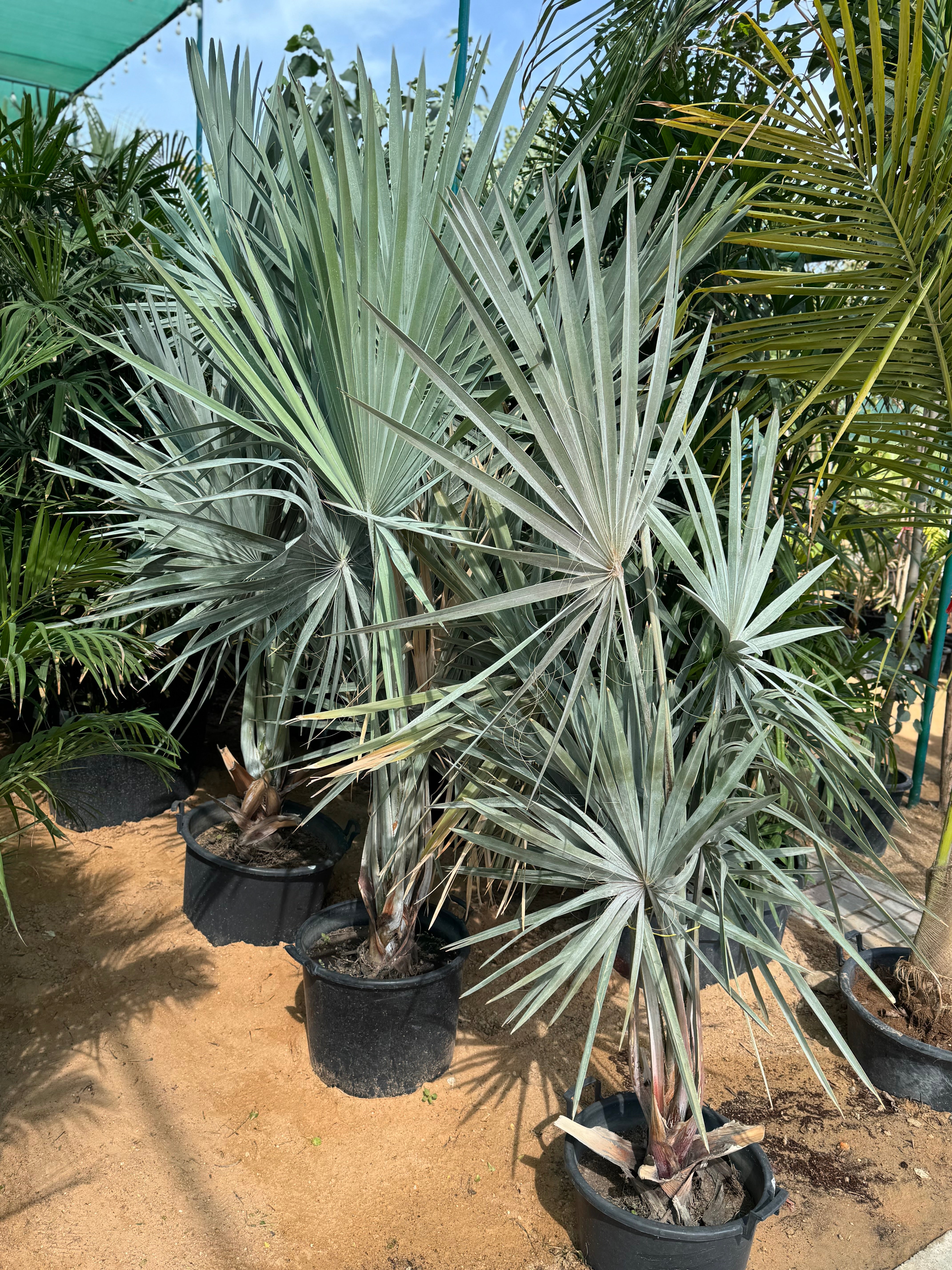 Blue Fan Palm (Bismarckia nobilis) – Premium Silver Landscape Palm 200 cm
