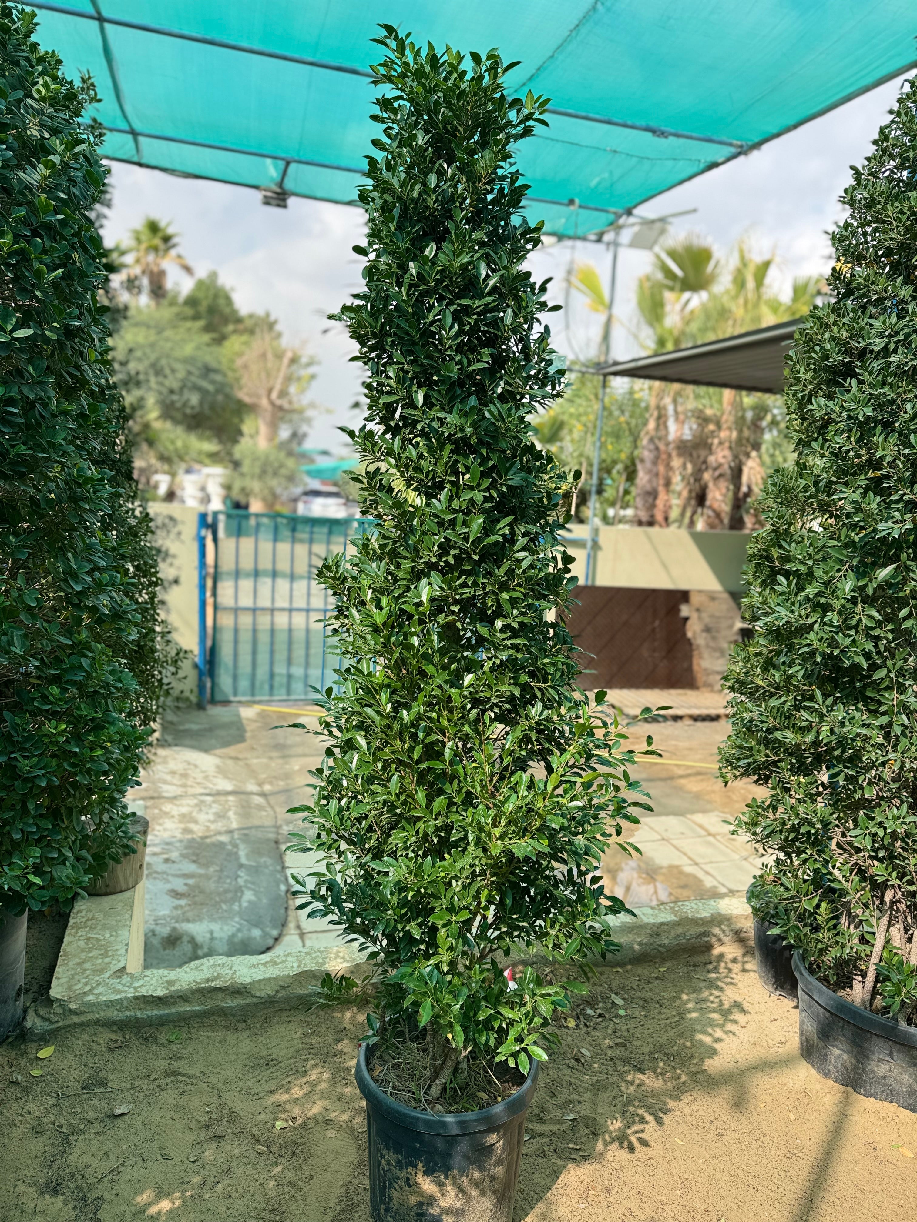 Ficus Nitida