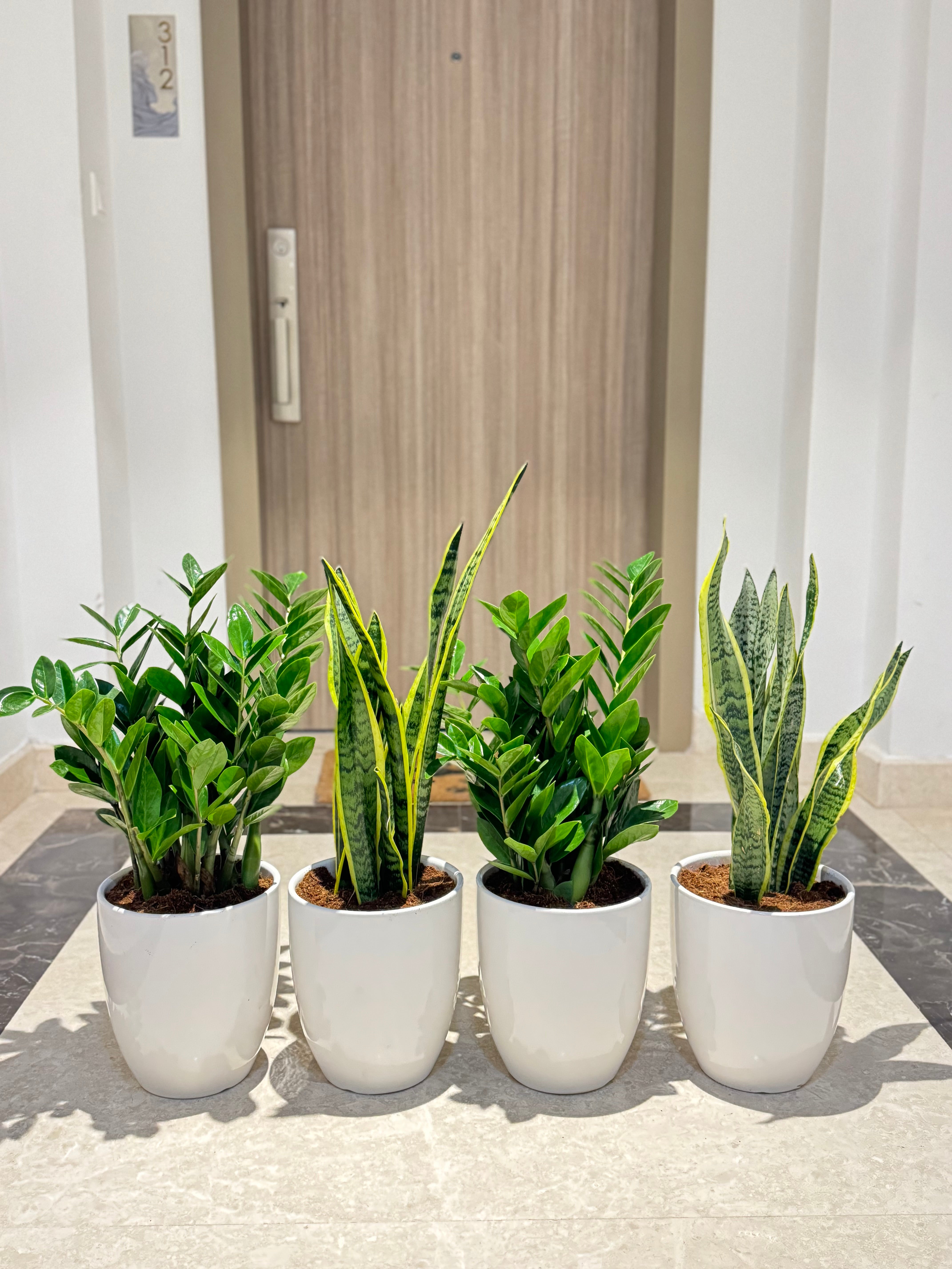 Indoor Air-Purifier Plant Bundle – 2 ZZ Plants + 2 Snake Plants | White Ceramic Pots