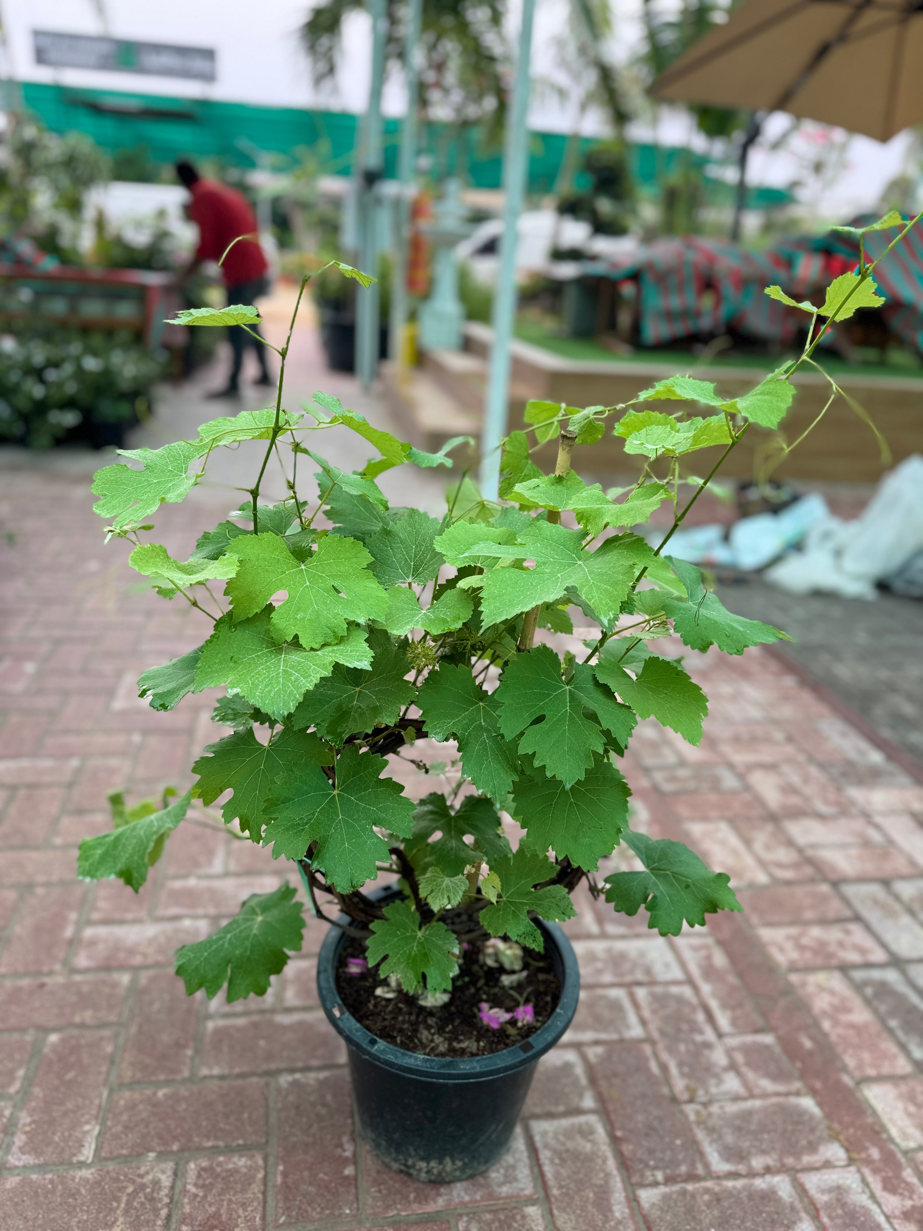 Grape Vine Plant (Vitis) – With Nursery Pot