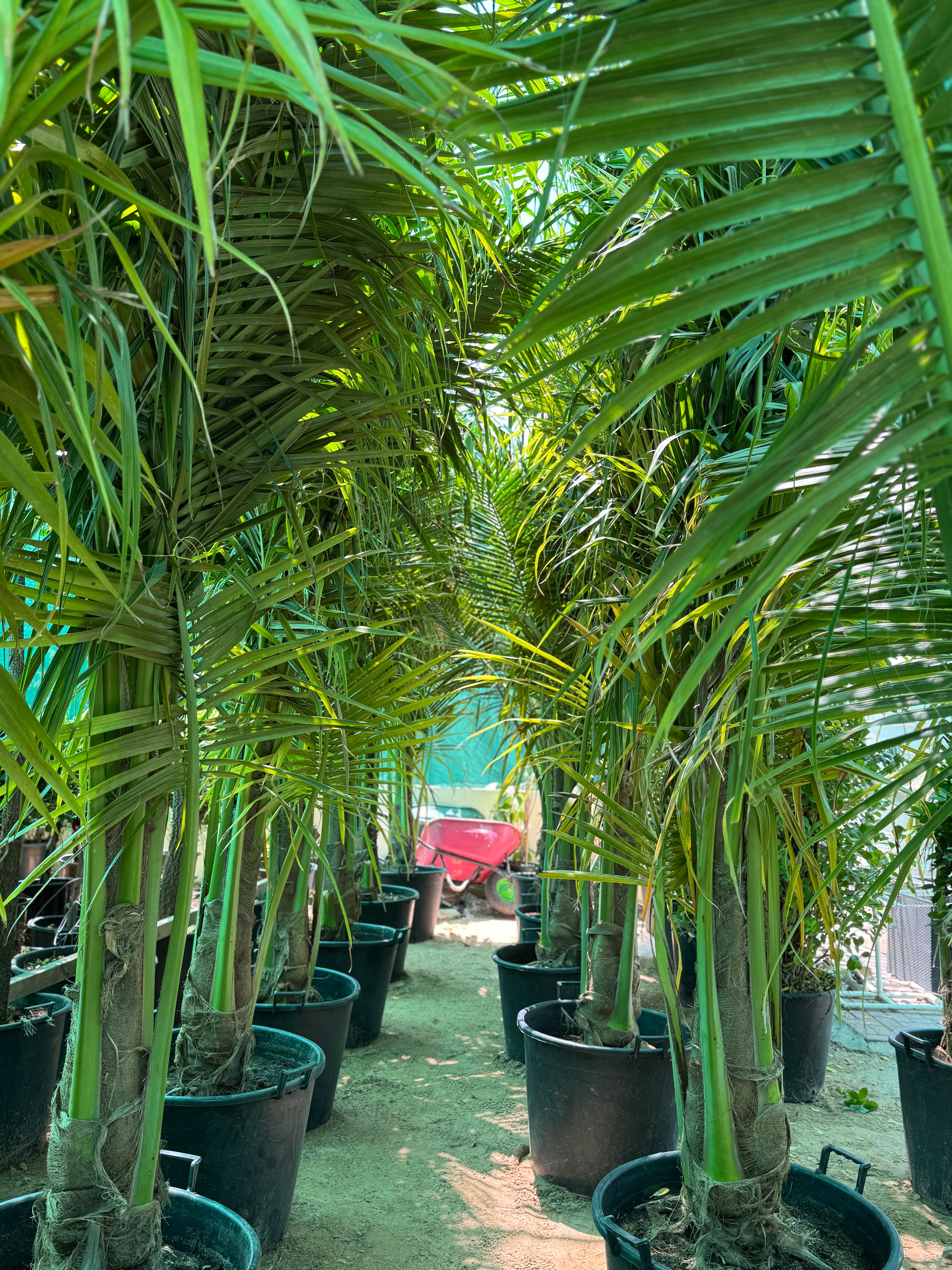 Coconut Palm – 3.5 cm Approx.) | With Nursery Pot