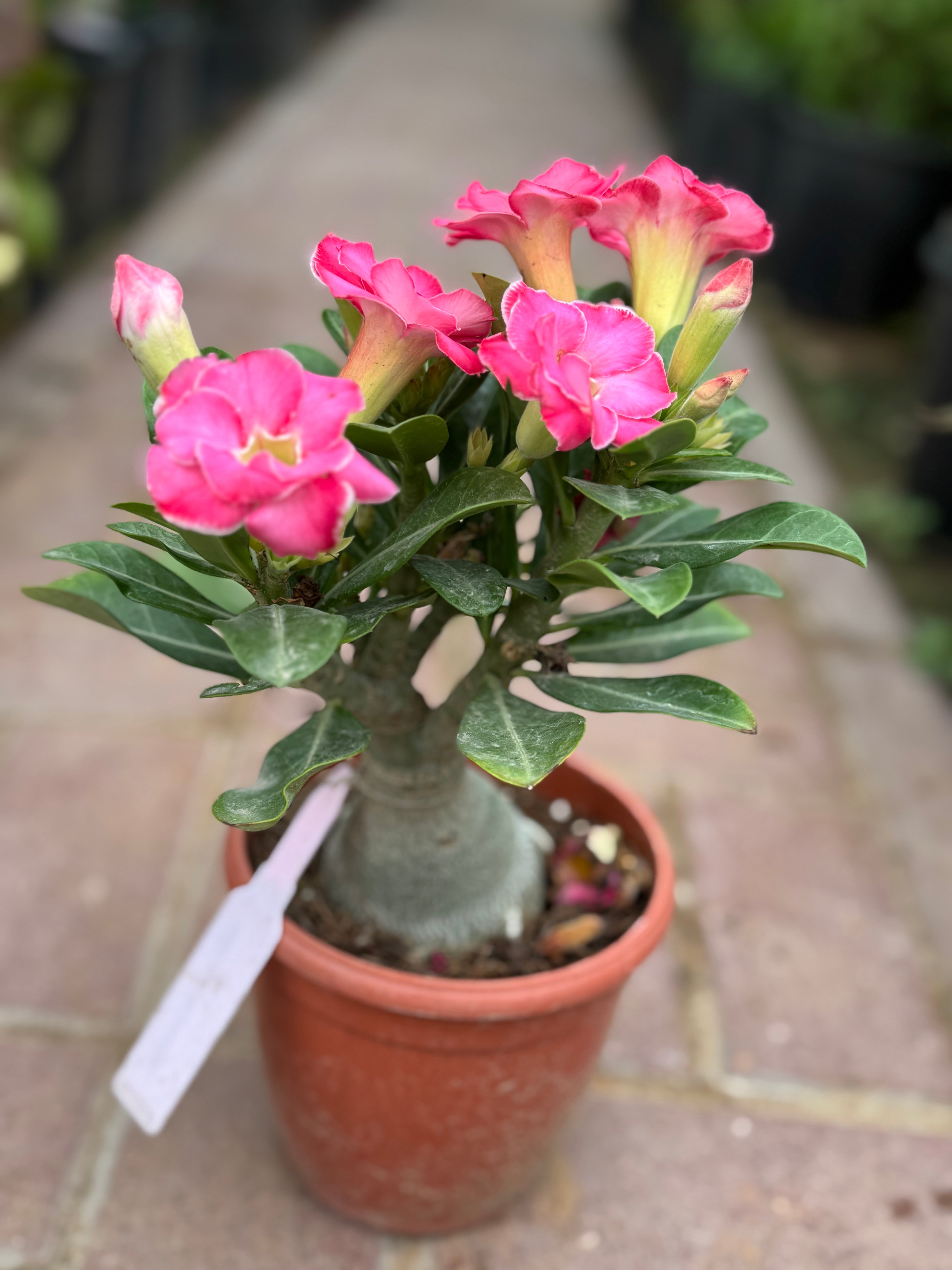 Desert Rose (Adenium) – 30 cm with Nursery Pot