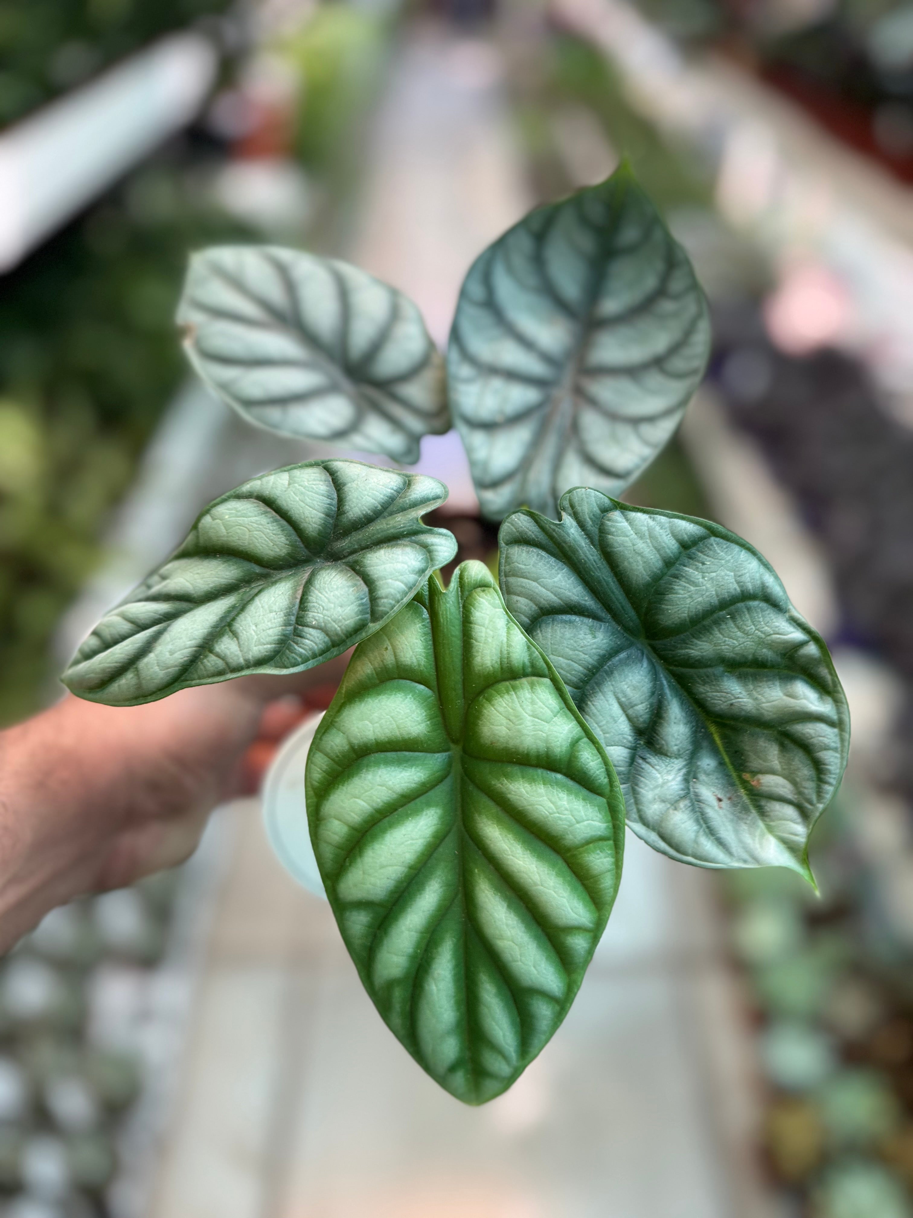 Alocasia Silver Dragon