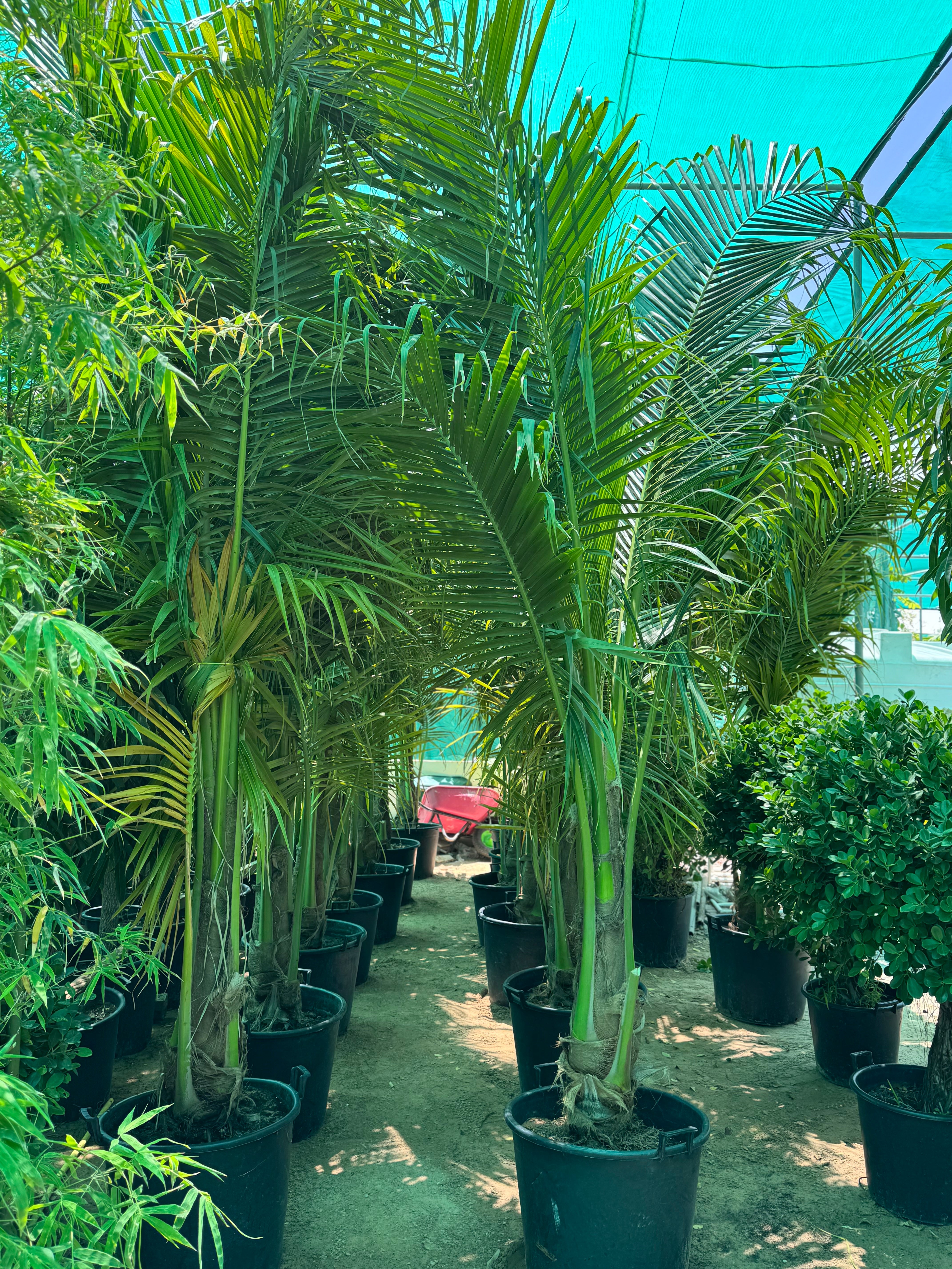 Coconut Palm – 3.5 cm Approx.) | With Nursery Pot
