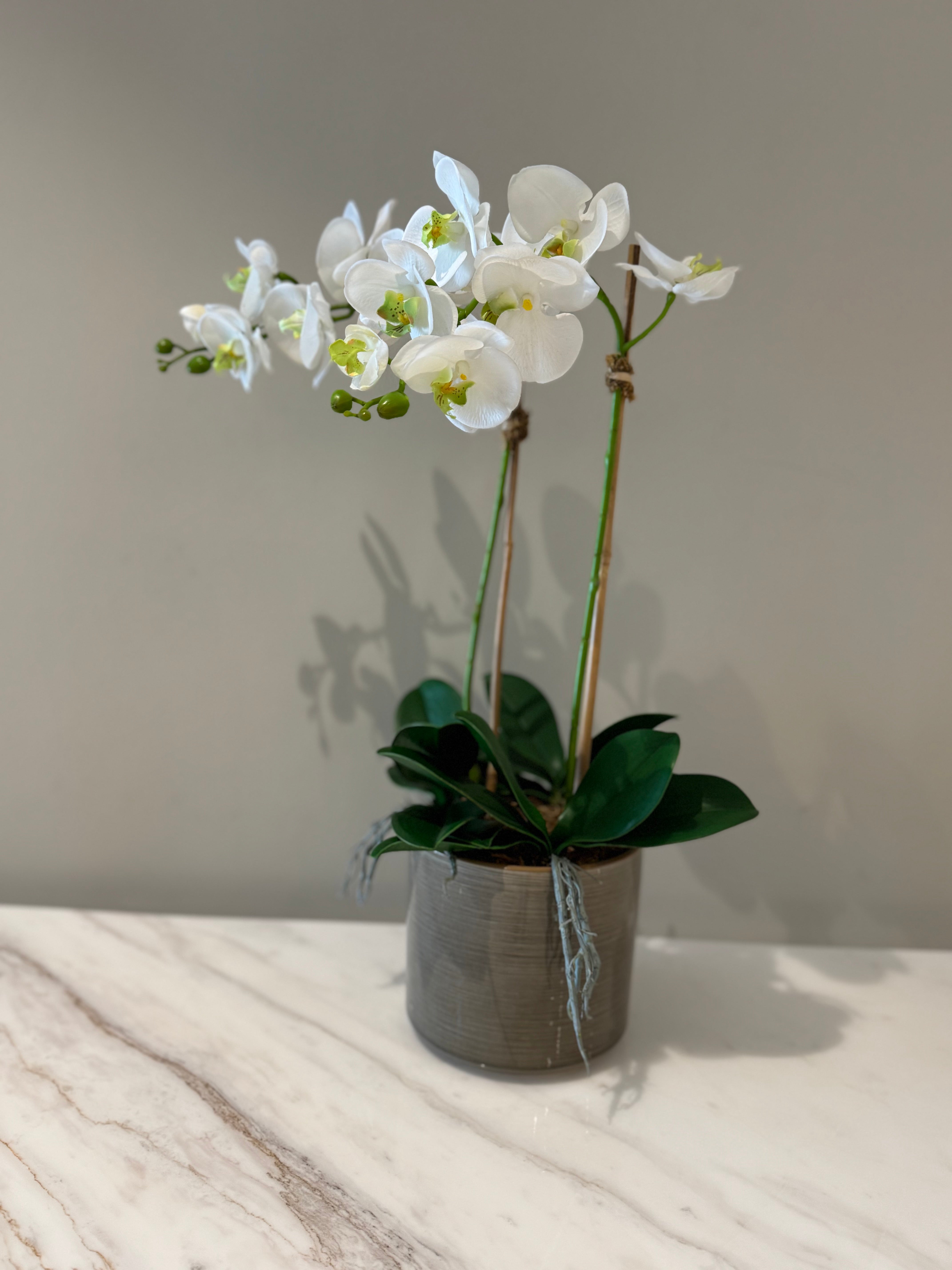 White Phalaenopsis Orchid with Upward Ceramic Pot – Product Description