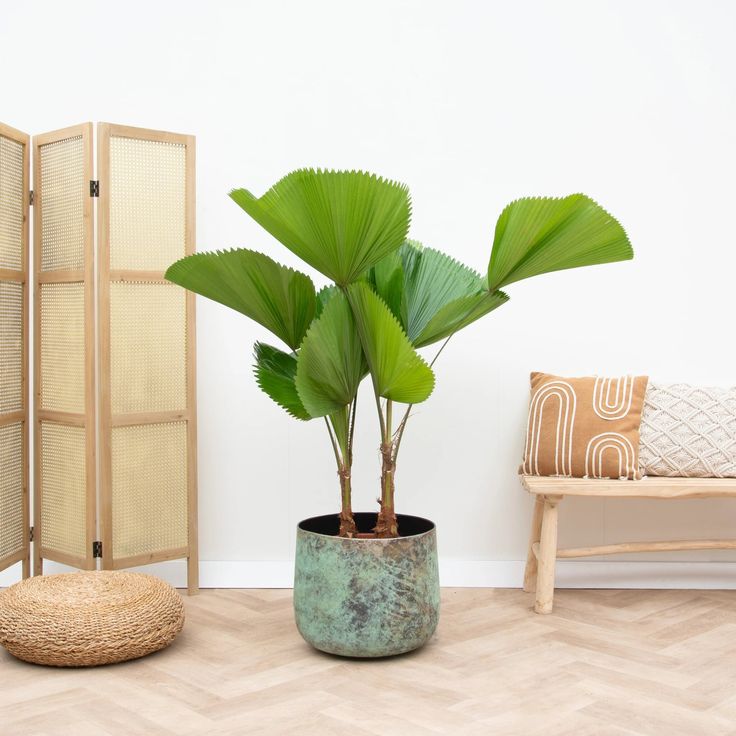 Licuala Grandis 'Ruffled Palm'