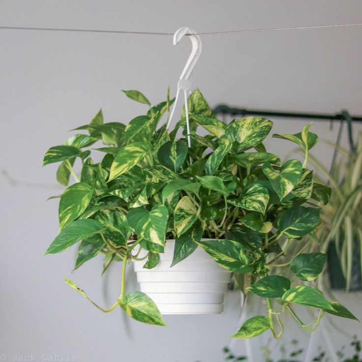 Epipremnum Aureum ‘Golden Pothos’ Hanging