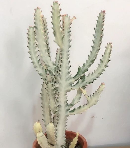 Euphorbia Lactea ‘White Ghost’ Cactus