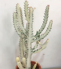 Euphorbia Lactea ‘White Ghost’ Cactus