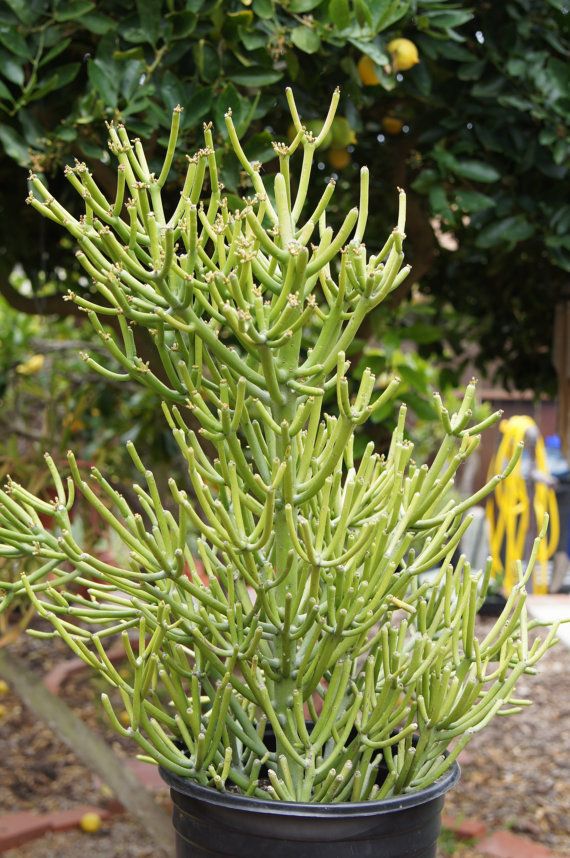 Pencil Cactus (Euphorbia tirucalli)