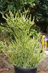 Pencil Cactus (Euphorbia tirucalli)