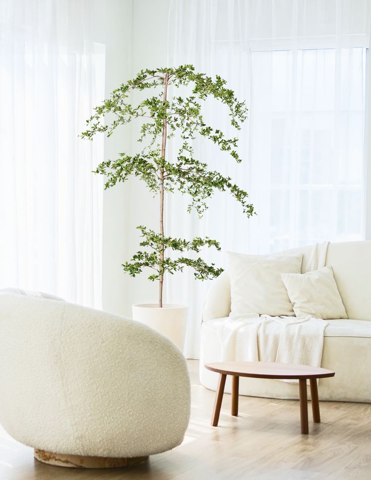 Bucida buceras "Black Olive Tree"