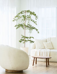 Bucida buceras "Black Olive Tree"