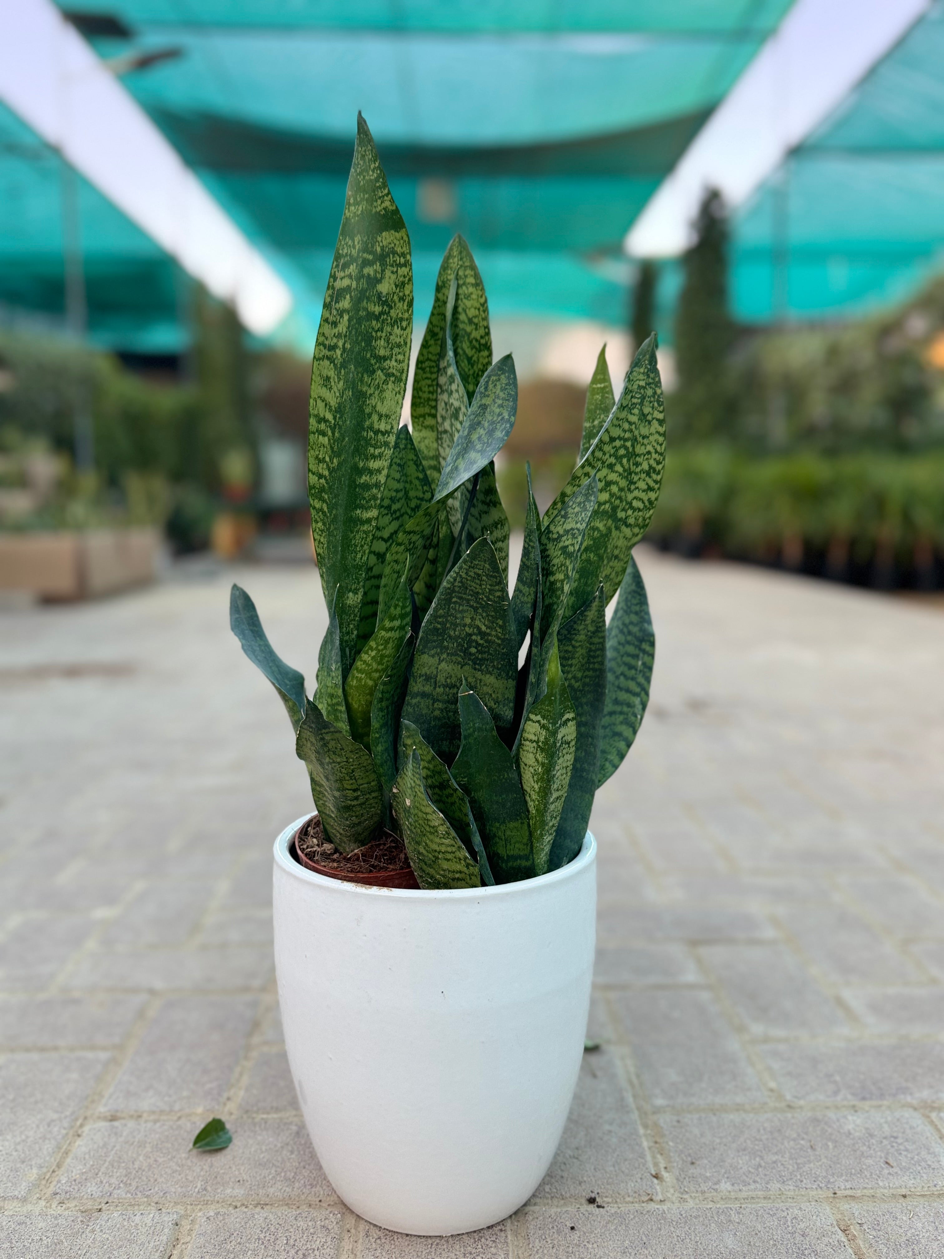 Three Plant Bundle – Two Snake Plants & One Zamia 45 cm
With Premium White Ceramic Pot Bundle
