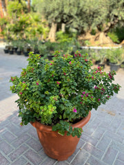 Bougainvillea (Pink Pixie)
