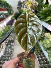 Alocasia cuprea