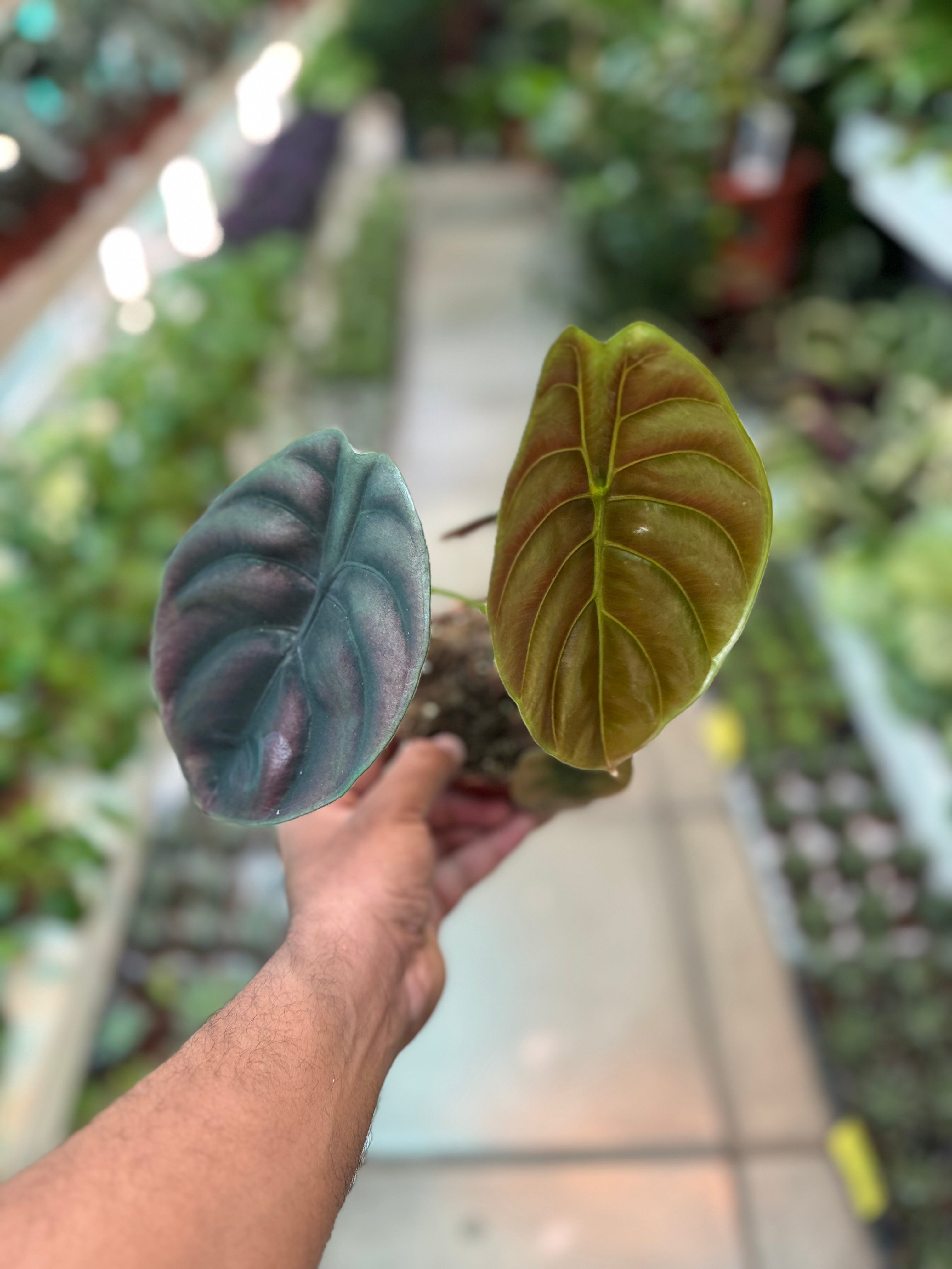 Alocasia cuprea