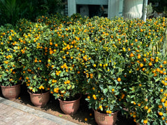 Two Kumquat Citrus Plant Bundle –