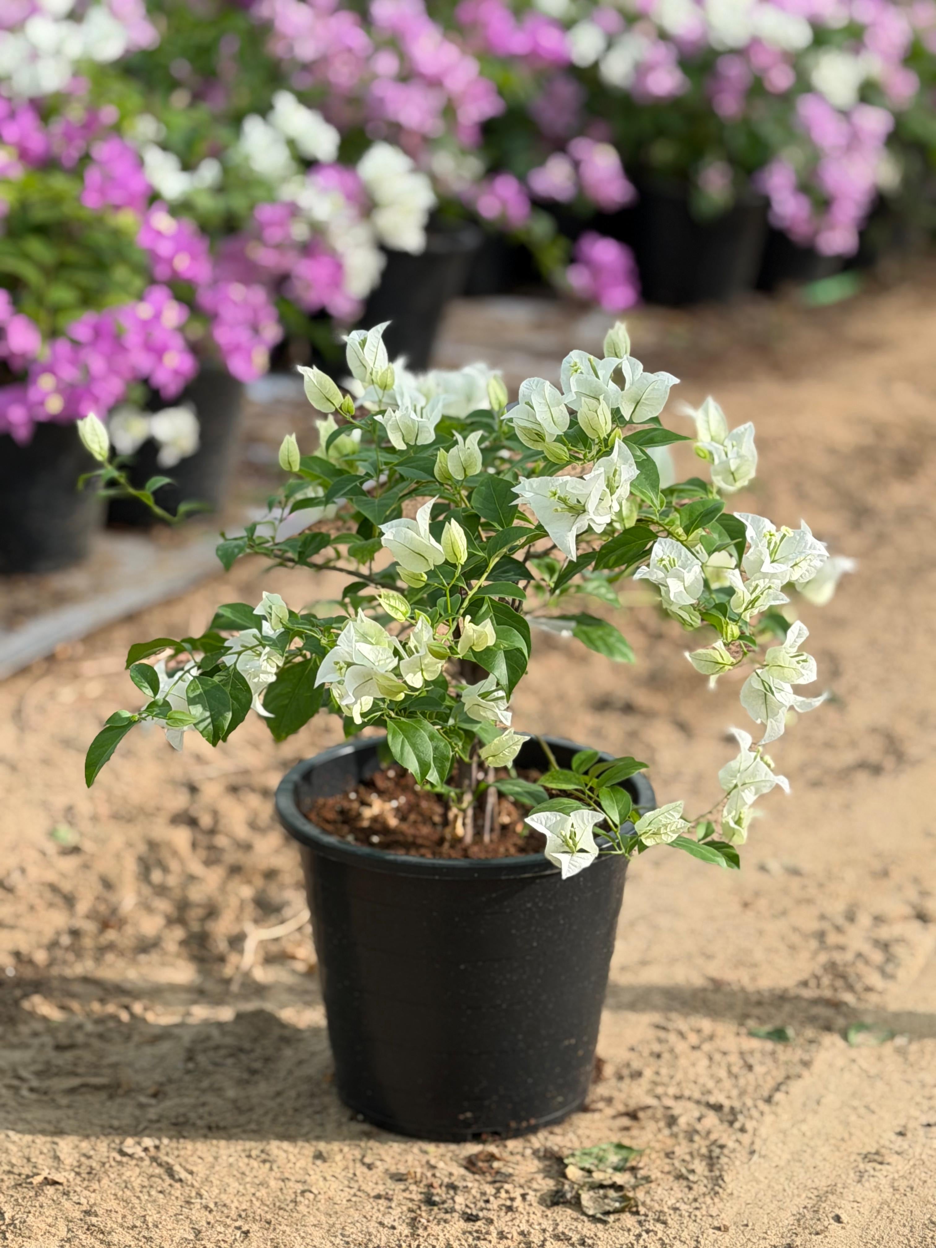 Bougainvillea Mix Color