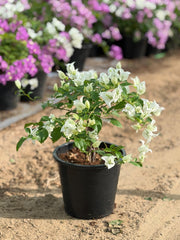 Bougainvillea Mix Color