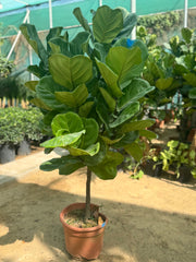 🌿 Ficus Lyrata Fiddle Leaf Fig Plant in White Ceramic Pot (150 – 170 cm)