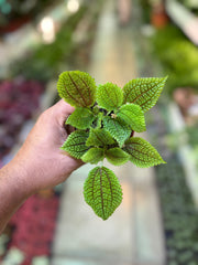 Pilea ‘Moon Valley’
