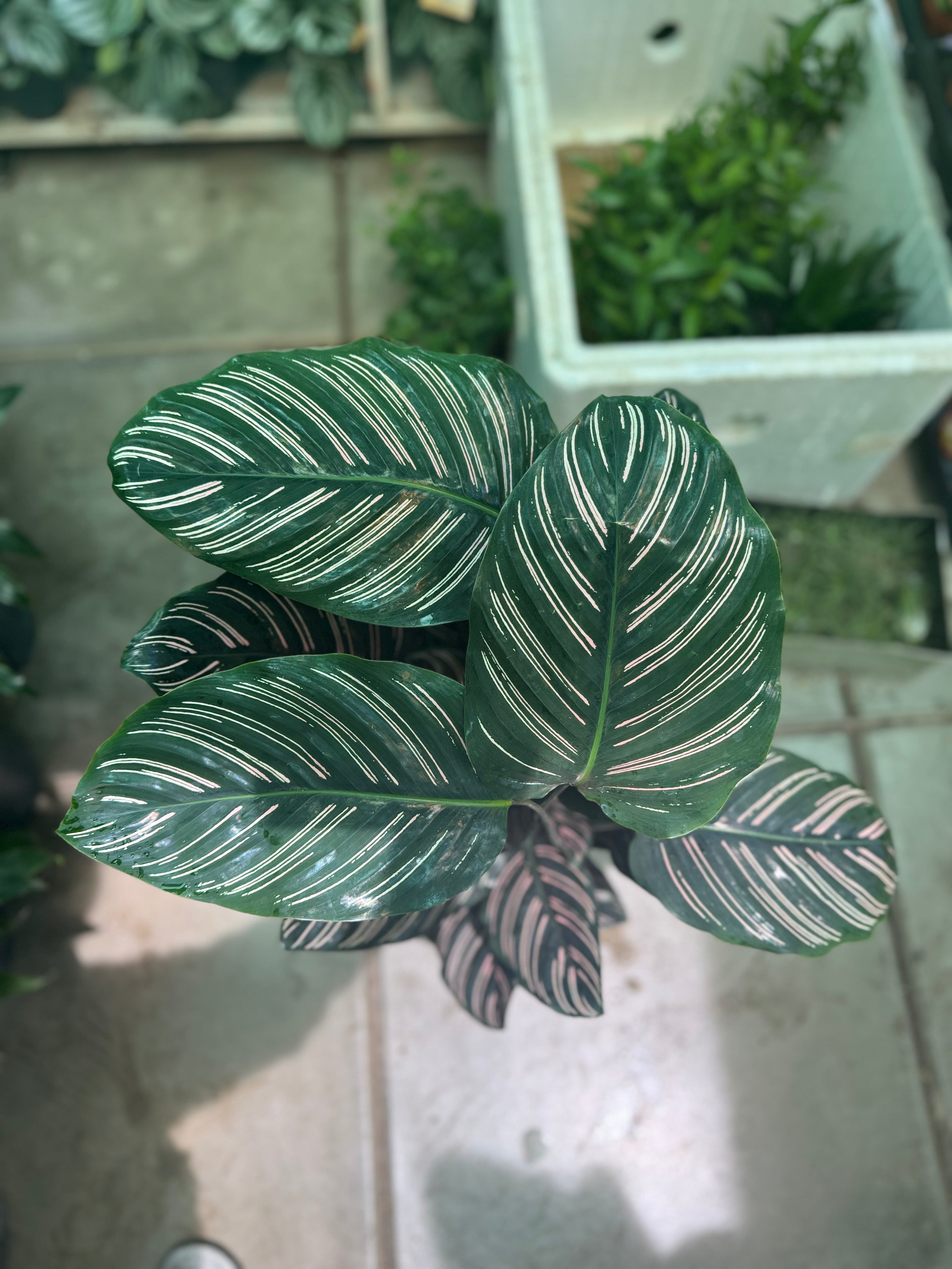 Calathea Ornata