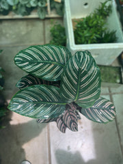 Calathea Ornata