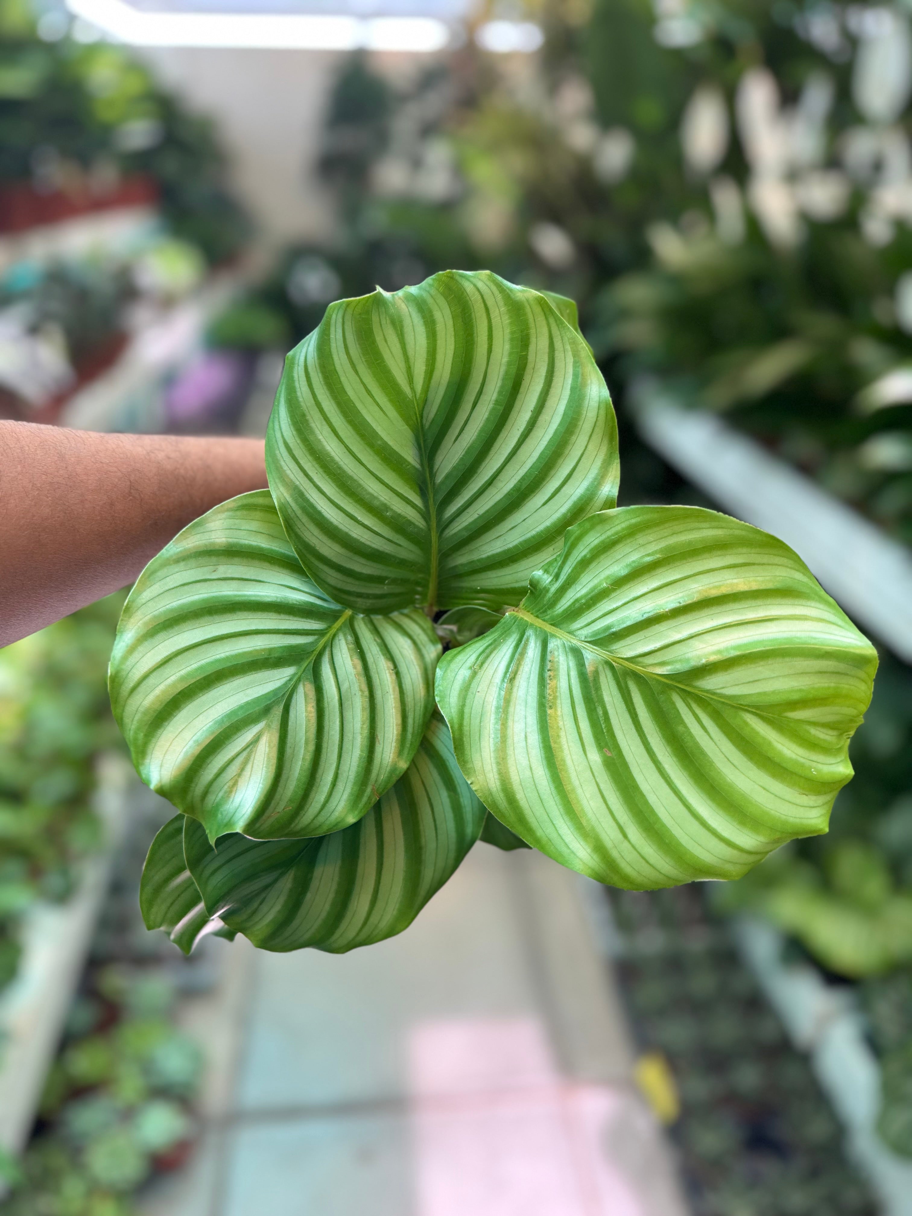 Calathea Orbifolia small