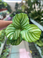 Calathea Orbifolia small