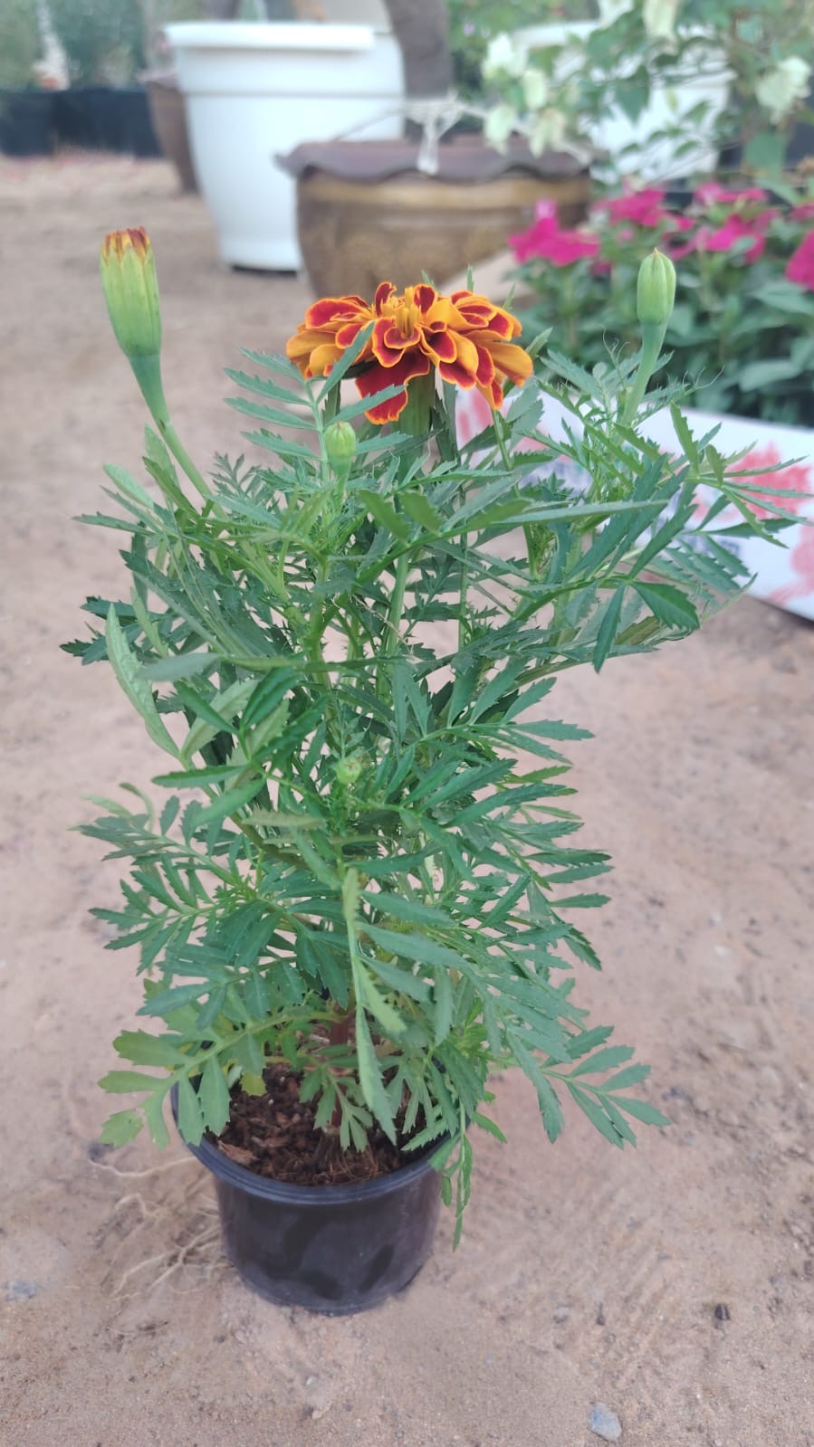 Marigold Flower Box – 30pcs Mixed Colours