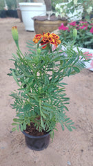 Marigold Flower Box – 30pcs Mixed Colours