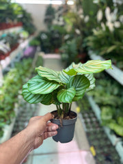 Calathea Orbifolia small