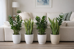 Indoor Air-Purifier Plant Bundle – 2 ZZ Plants + 2 Snake Plants | White Ceramic Pots