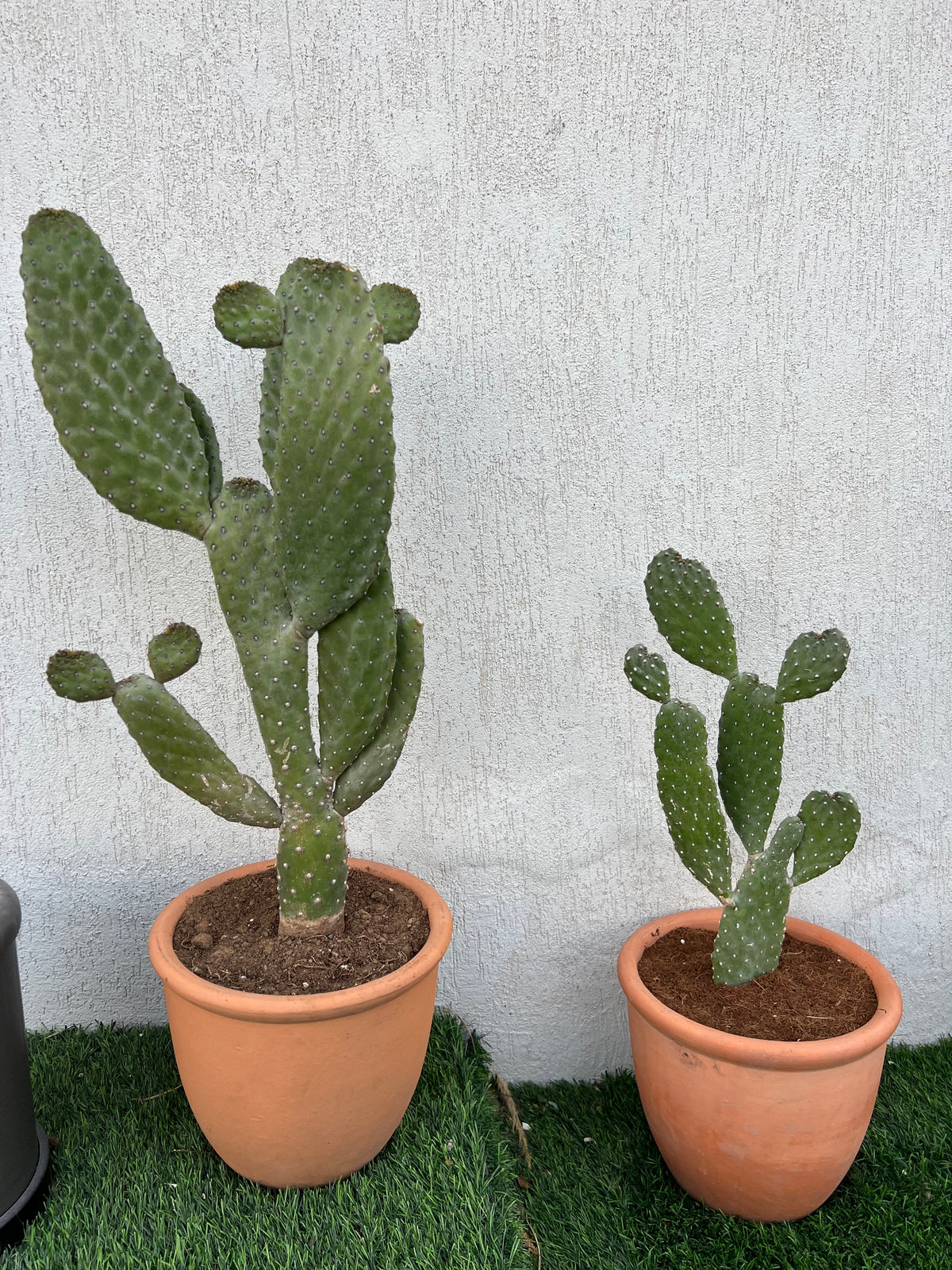 Opuntia Cactus Bundle – 2 cactus with Terracotta Pots