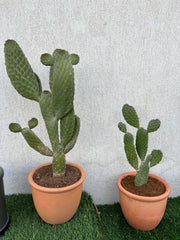 Opuntia Cactus Bundle – 2 cactus with Terracotta Pots