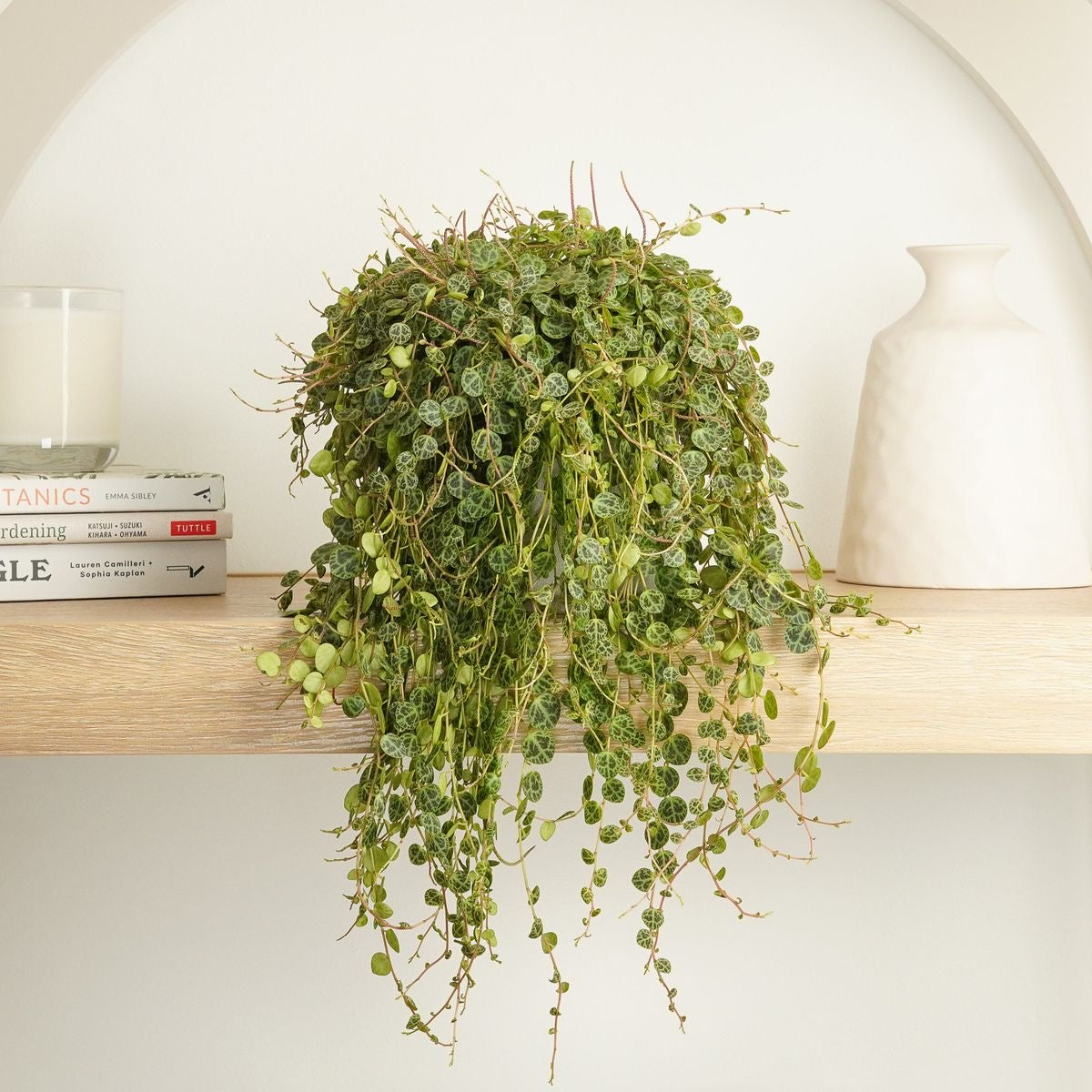 String of turtle Hanging