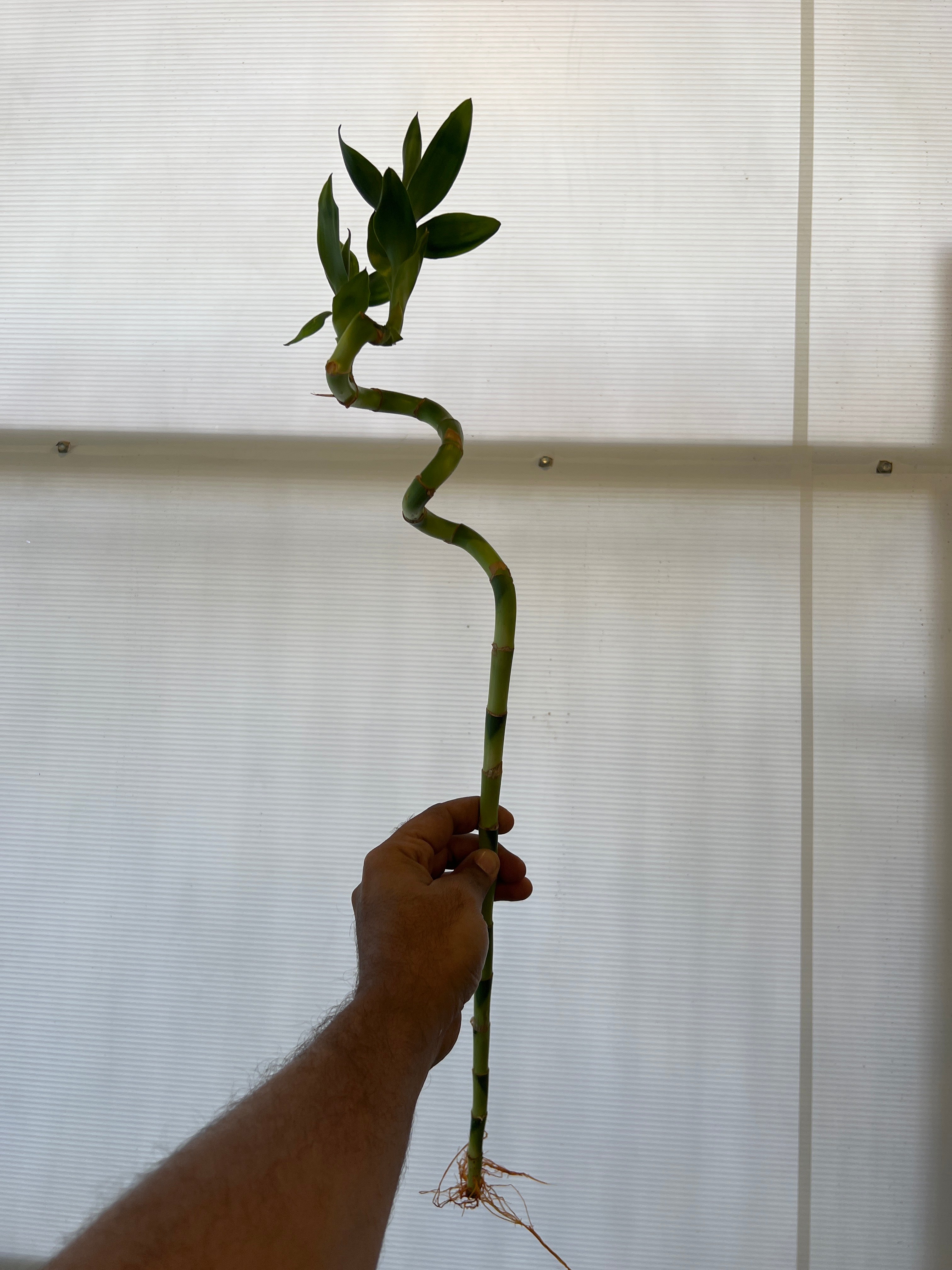 Dracaena sanderiana (Lucky Bamboo)