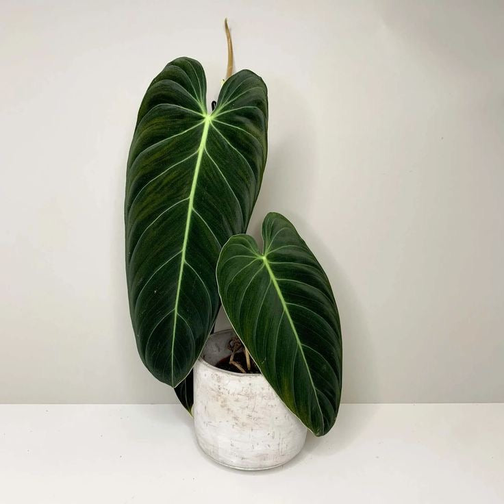 Philodendron Melanochrysum