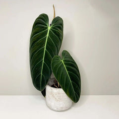 Philodendron Melanochrysum