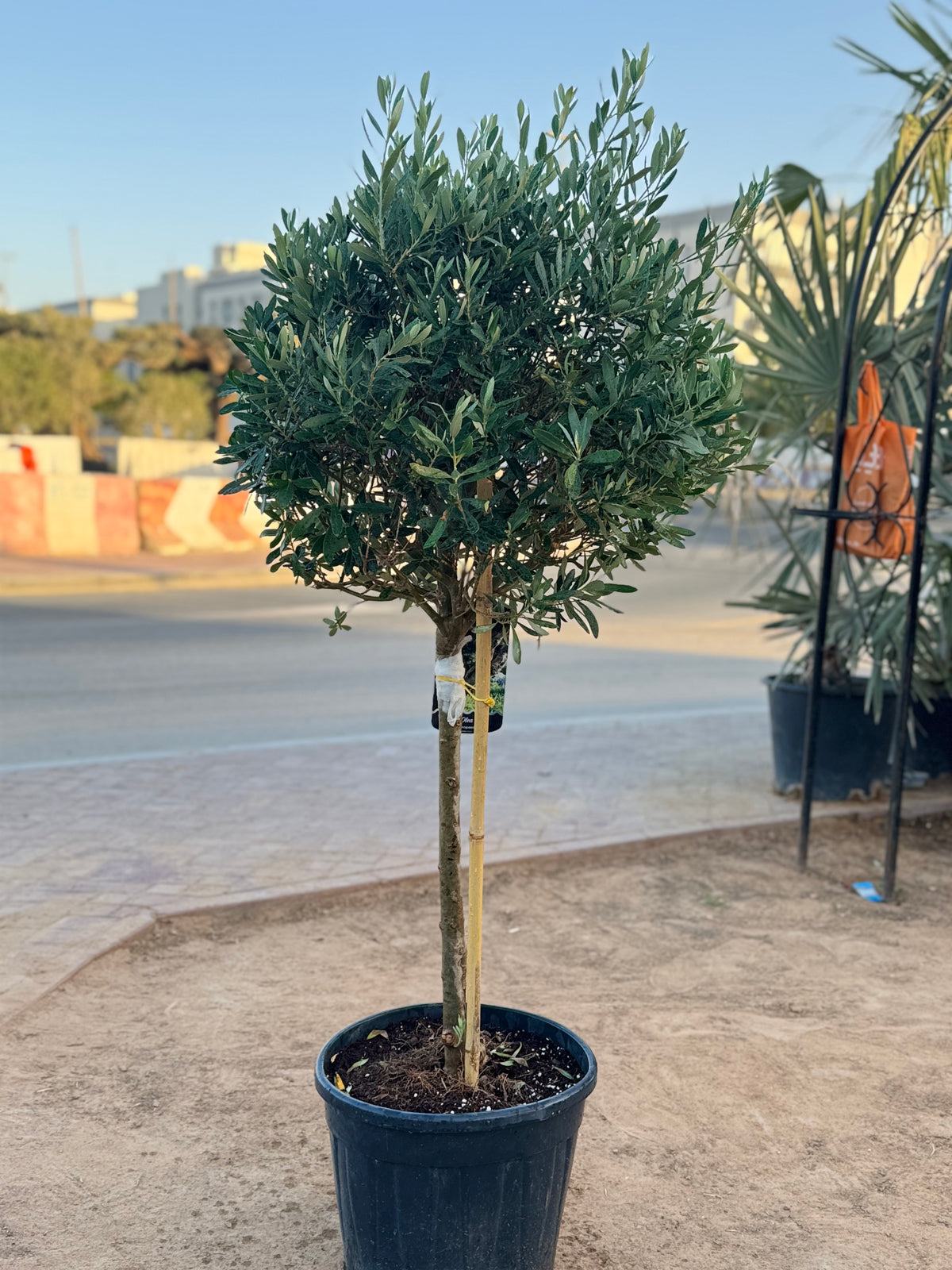 Spanish Olive Tree – 120 CM (With Nursery Pot)