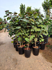 Hibiscus tiliaceus