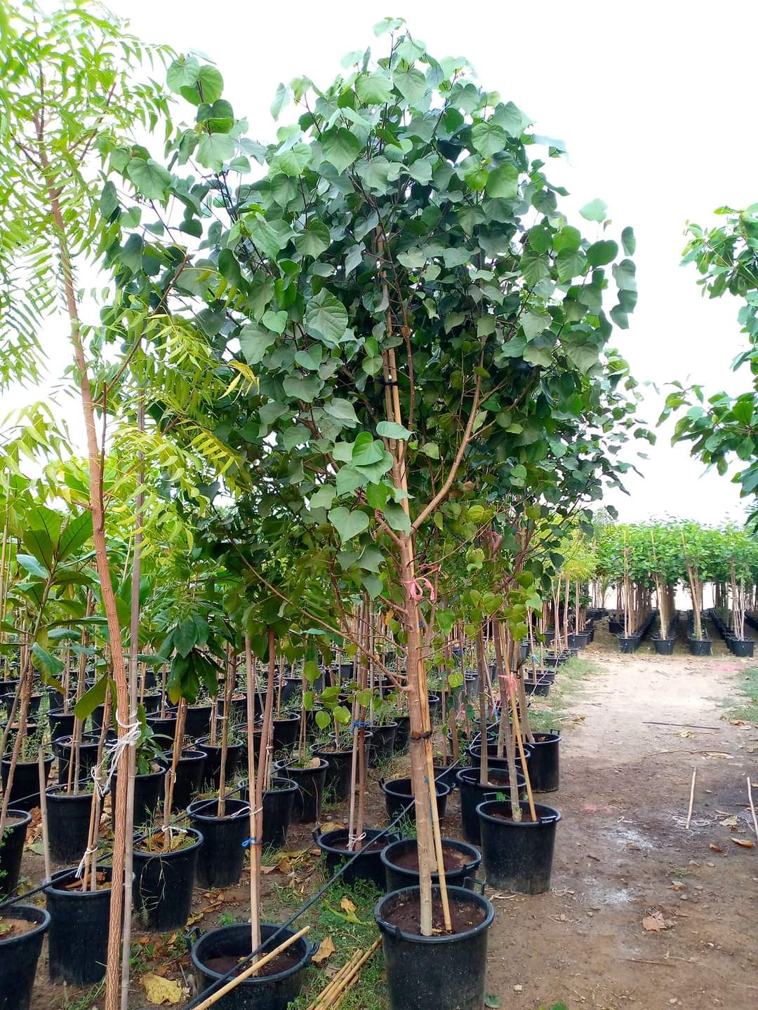 Hibiscus tiliaceus