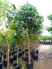 Hibiscus tiliaceus