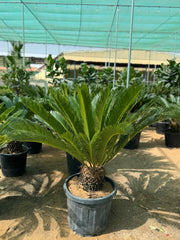 Cycas / sago palm nursery pot 140 cm