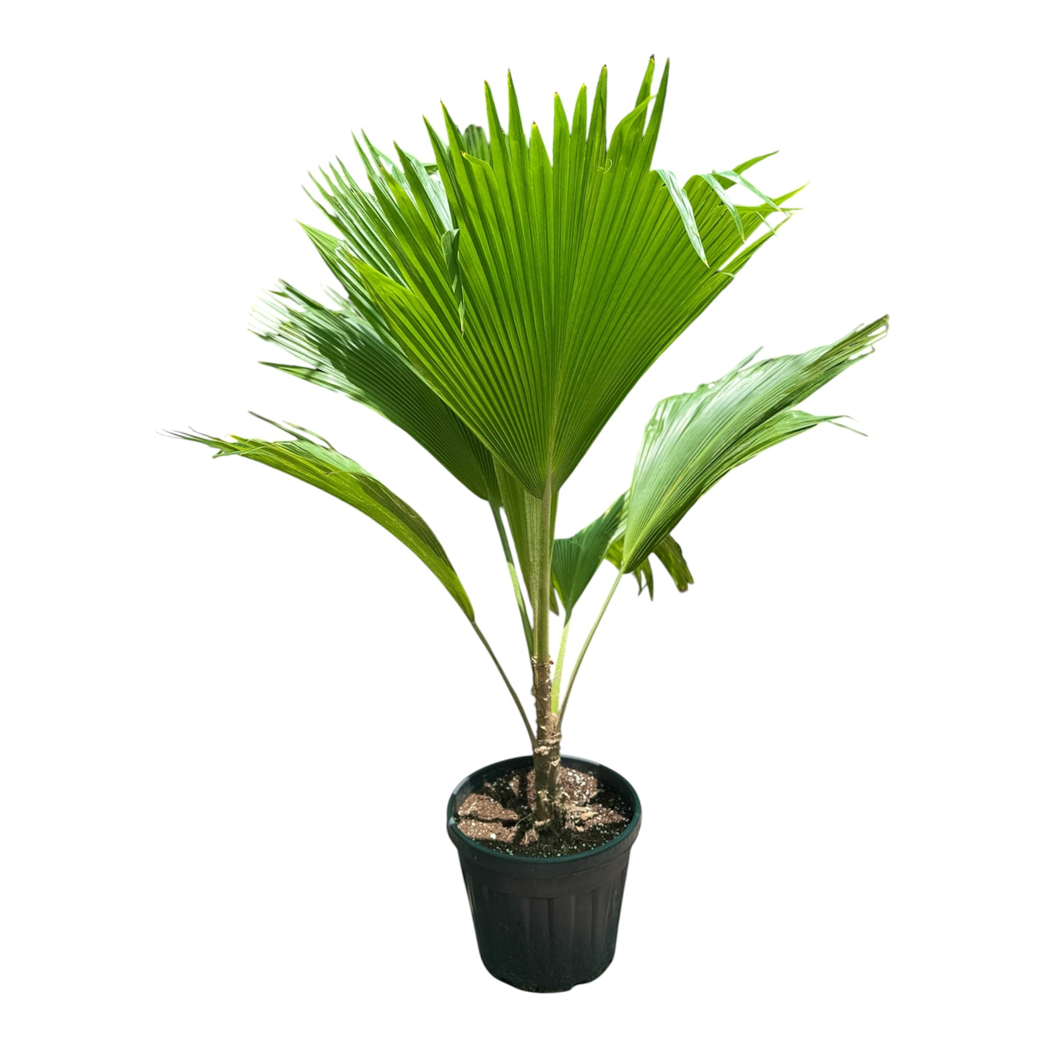 Pritchardia Fiji Fan Palm
