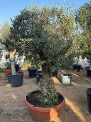 Thick Trunk Olive Tree – 180 cm & 200 cm